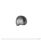 NH MER35 174 Gorilla gorilla gorilla hand phalanx second proximal right distal