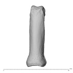NH MER35 174 Gorilla gorilla gorilla hand phalanx second proximal right dorsal