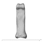 NH MER35 174 Gorilla gorilla gorilla hand phalanx second proximal right palmar