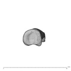 NH MER35 174 Gorilla gorilla gorilla hand phalanx second proximal right proximal