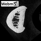 NH MER35 174 Gorilla gorilla gorilla hand phalanx second proximal right ct stack movie
