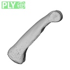 NH MER35 174 Gorilla gorilla gorilla hand phalanx second proximal right ply
