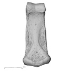 NH MER35 174 Gorilla gorilla gorilla hand phalanx third middle right palmar