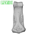NH MER35 174 Gorilla gorilla gorilla hand phalanx third middle right ply