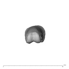 NH MER35 174 Gorilla gorilla gorilla hand phalanx third proximal right distal