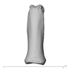NH MER35 174 Gorilla gorilla gorilla hand phalanx third proximal right dorsal