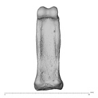 NH MER35 174 Gorilla gorilla gorilla hand phalanx third proximal right palmar
