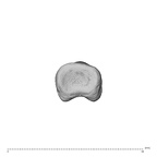 NH MER35 174 Gorilla gorilla gorilla hand phalanx third proximal right proximal