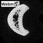 NH MER35 174 Gorilla gorilla gorilla hand phalanx third proximal right ct stack movie