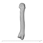 NH MER35 174 Gorilla gorilla gorilla metacarpal fifth right dorsal