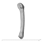 NH MER35 174 Gorilla gorilla gorilla metacarpal fifth right radial