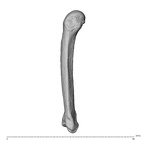 NH MER35 174 Gorilla gorilla gorilla metacarpal fifth right ulnar
