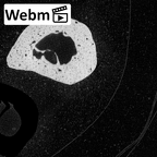 NH MER35 174 Gorilla gorilla gorilla metacarpal fifth right ct stack movie