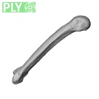 NH MER35 174 Gorilla gorilla gorilla metacarpal fifth right ply