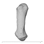 NH MER35 174 Gorilla gorilla gorilla metacarpal first right dorsal