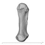 NH MER35 174 Gorilla gorilla gorilla metacarpal first right palmar