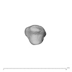 NH MER35 174 Gorilla gorilla gorilla metacarpal first right proximal