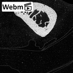 NH MER35 174 Gorilla gorilla gorilla metacarpal first right ct stack movie