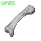 NH MER35 174 Gorilla gorilla gorilla metacarpal first right ply