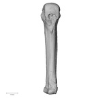 NH MER35 174 Gorilla gorilla gorilla metacarpal fourth right palmar