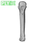 NH MER35 174 Gorilla gorilla gorilla metacarpal fourth right ply
