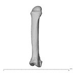 NH MER35 174 Gorilla gorilla gorilla metacarpal second right dorsal