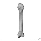 NH MER35 174 Gorilla gorilla gorilla metacarpal second right palmar