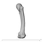 NH MER35 174 Gorilla gorilla gorilla metacarpal second right radial