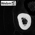 NH MER35 174 Gorilla gorilla gorilla metacarpal second right ct stack movie