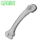 NH MER35 174 Gorilla gorilla gorilla metacarpal second right ply