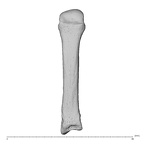 NH MER35 174 Gorilla gorilla gorilla metacarpal third right dorsal