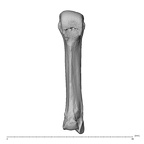 NH MER35 174 Gorilla gorilla gorilla metacarpal third right palmar
