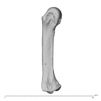 NH MER35 174 Gorilla gorilla gorilla metacarpal third right radial