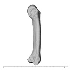 NH MER35 174 Gorilla gorilla gorilla metacarpal third right ulnar