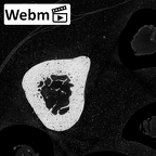 NH MER35 174 Gorilla gorilla gorilla metacarpal third right ct stack movie