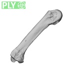 NH MER35 174 Gorilla gorilla gorilla metacarpal third right ply