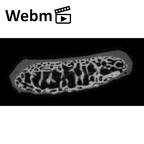 NH MER35 29 Gorilla gorilla ssp. hand phalanx fourth proximal right epiphysis ct stack movie