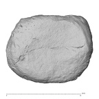 NH MER35 29 Gorilla gorilla ssp. hand phalanx third proximal right epiphysis palmar