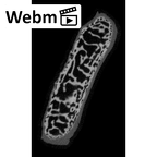 NH MER35 29 Gorilla gorilla ssp. hand phalanx third proximal right epiphysis ct stack movie
