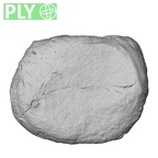 NH MER35 29 Gorilla gorilla ssp. hand phalanx third proximal right epiphysis ply