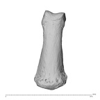 NH MER35 95 Gorilla gorilla gorilla hand phalanx fifth middle right dorsal
