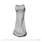 NH MER35 95 Gorilla gorilla gorilla hand phalanx fifth middle right palmar