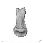 NH MER35 95 Gorilla gorilla gorilla hand phalanx fifth middle right proximal