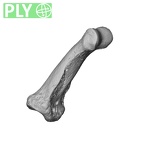 NH MER35 95 Gorilla gorilla gorilla hand phalanx fifth middle right ply