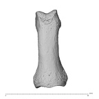 NH MER35 95 Gorilla gorilla gorilla hand phalanx first proximal right distal