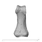 NH MER35 95 Gorilla gorilla gorilla hand phalanx first proximal right palmar
