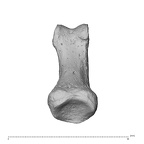 NH MER35 95 Gorilla gorilla gorilla hand phalanx first proximal right proximal