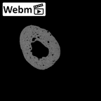NH MER35 95 Gorilla gorilla gorilla hand phalanx first proximal right ct stack movie
