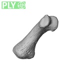 NH MER35 95 Gorilla gorilla gorilla hand phalanx first proximal right ply