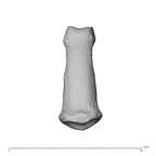 NH MER35 95 Gorilla gorilla gorilla hand phalanx fourth middle right dorsal